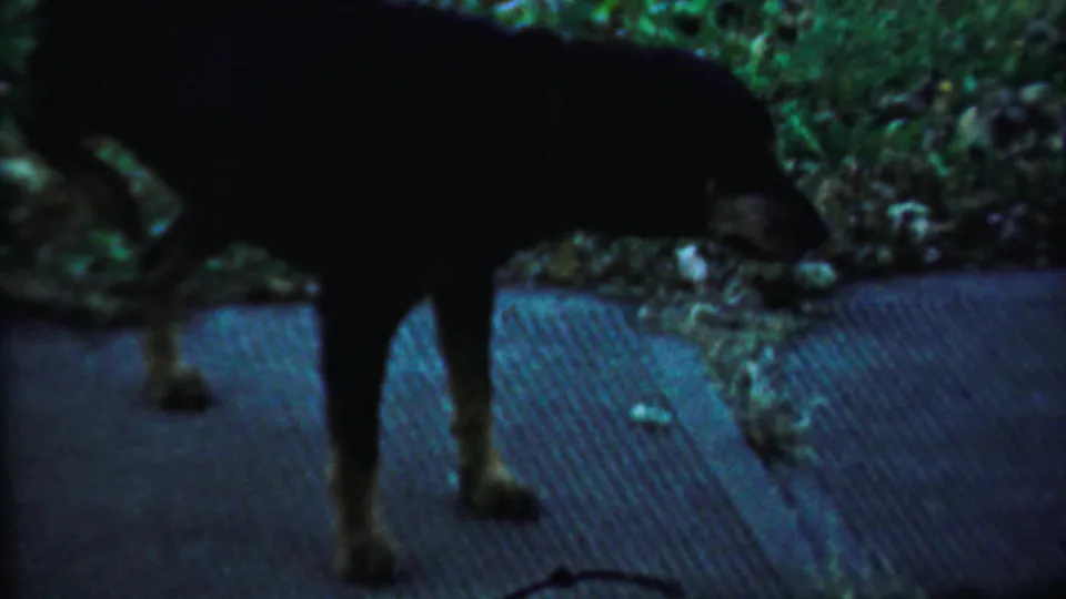 Dark dog moves along textured pavement near grass in Saint Francis, Kansas 1959 home-movie footage.
