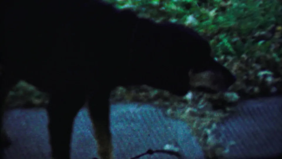 Side view of a dark dog crossing a paved surface in 1959 Saint Francis, Kansas 8mm footage.