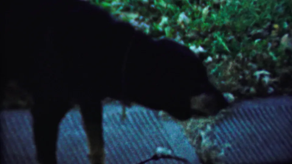 Dark dog lowers its head as if sniffing near pavement and grass in Saint Francis, Kansas home-movie footage.