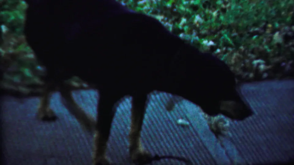 Dark dog continues forward with its head low beside textured pavement in 1959 Saint Francis, Kansas footage.