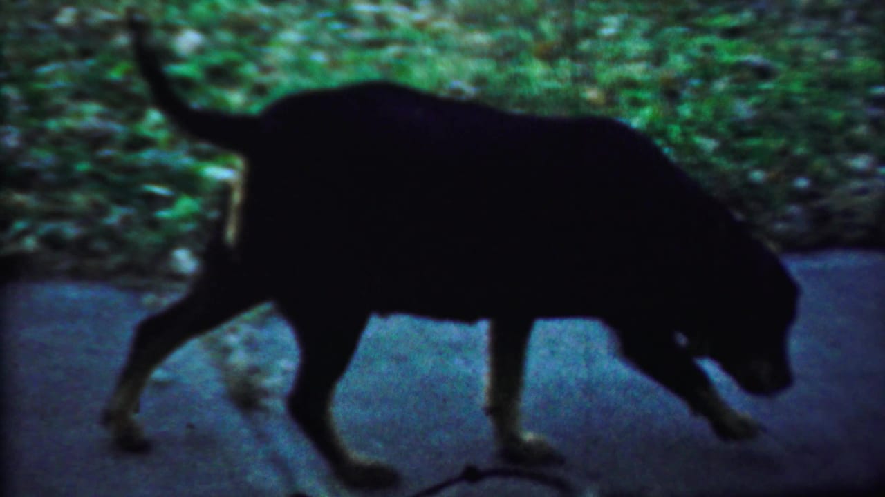 Small dark dog walks along a neighborhood sidewalk in Saint Francis, Kansas, in 1959, with grass and leaves beside the pavement.