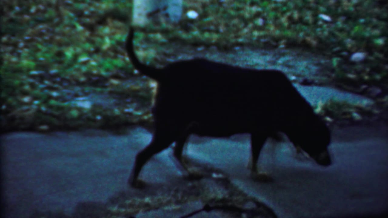 Small dark dog continues along a sidewalk near grass and a tree trunk.