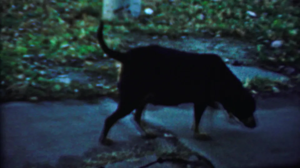 The small dog continues walking on the sidewalk, silhouetted against grass and pavement in the 1959 Kansas home-movie footage.