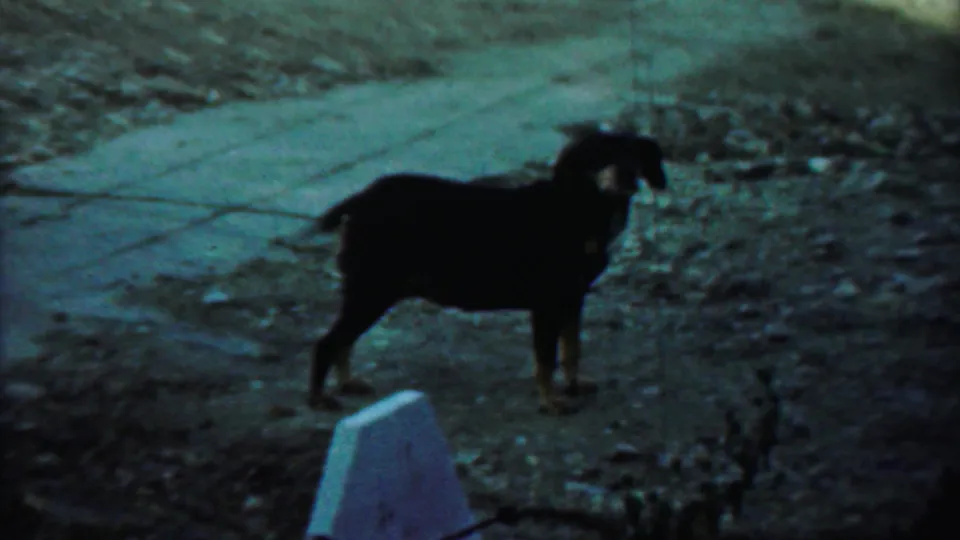 A small dark dog stands near a sidewalk and leaf-covered ground in Saint Francis, Kansas, appearing to pause while exploring.