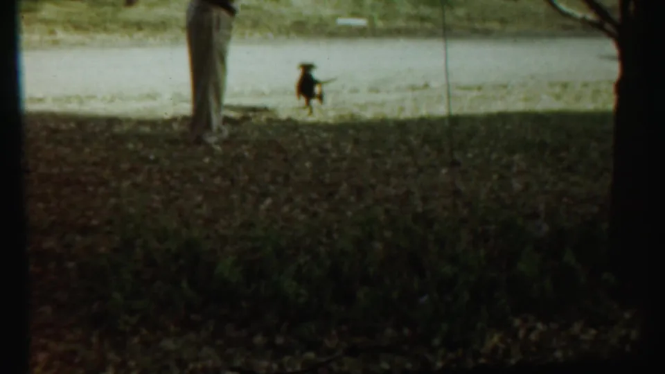 A small dark dog stands at a distance on the grass while a person remains partly visible during the 1959 park training scene.