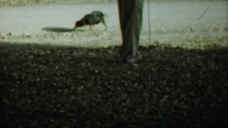 The dog sniffs the gravel path in the 1959 Saint Francis, Kansas clip, with only the lower body of a nearby adult visible.