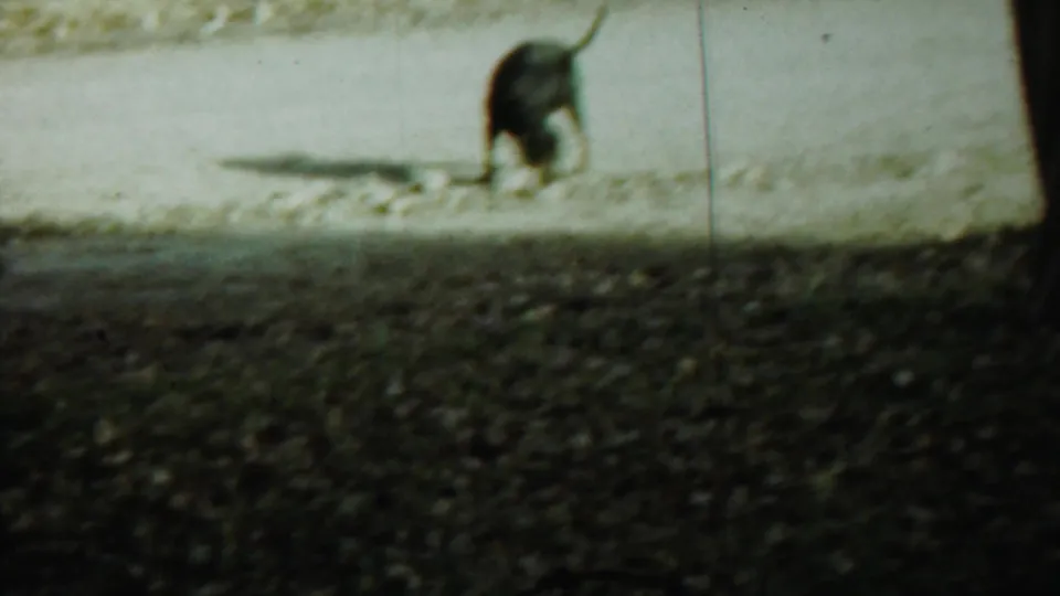 A small dark dog bends toward scattered stones on the gravel path in this low-angle 1959 home-movie frame from Saint Francis, Kansas.