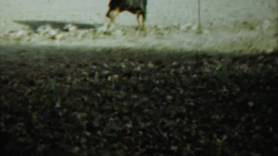 The dog moves along the sunlit gravel path, its shadow stretching beside it in the 1959 Saint Francis, Kansas home-movie footage.