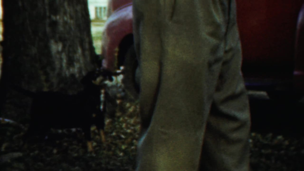 Small black dog near tree trunks and a red parked car, with a person’s legs partly visible.