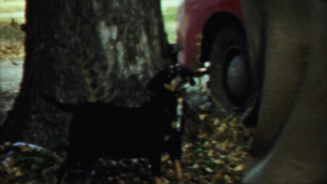 Two partially seen standing figures and a red car appear among tree trunks in 1959 Saint Francis, Kansas home-movie footage.