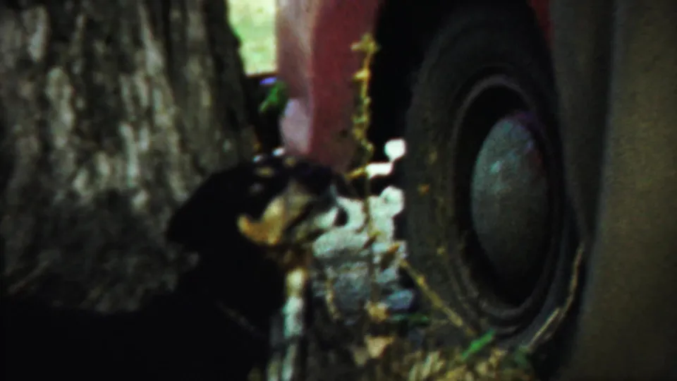 A small black dog investigates the tire of a red car beside trees in 1959 Saint Francis, Kansas home-movie footage.