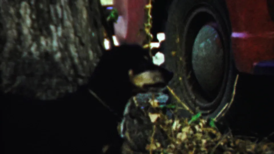 The dog remains beside the red car wheel, partly hidden by a tree trunk, in Saint Francis, Kansas 1959 home-movie footage.