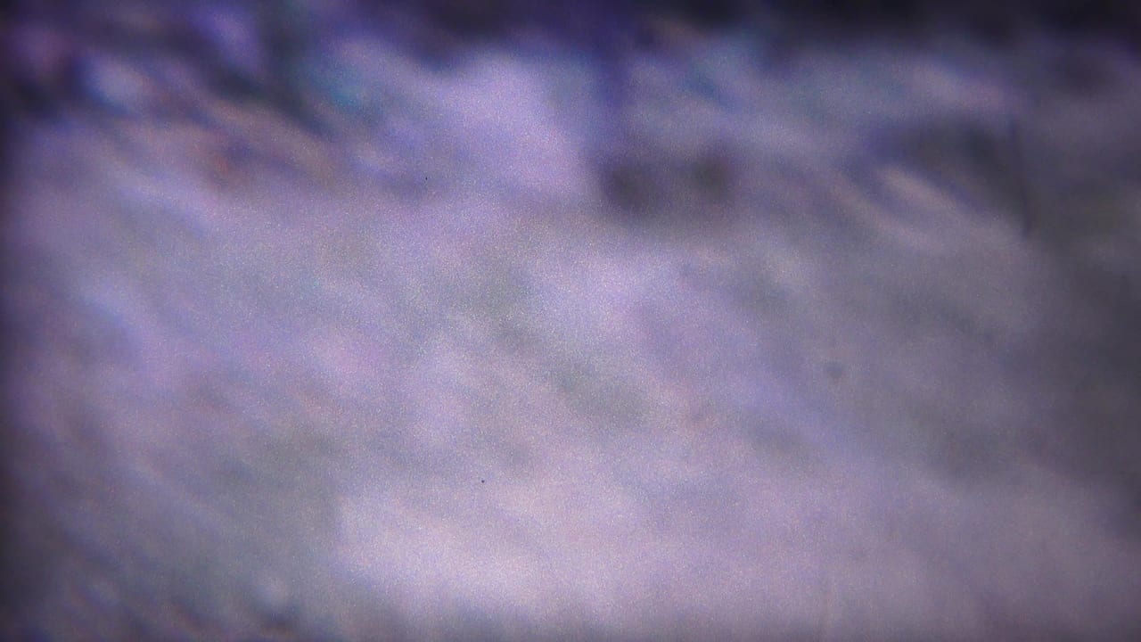 1967 Yellowstone home-movie frame showing a soft, close view of pale grass or ground texture with visible 8mm grain and color drift.