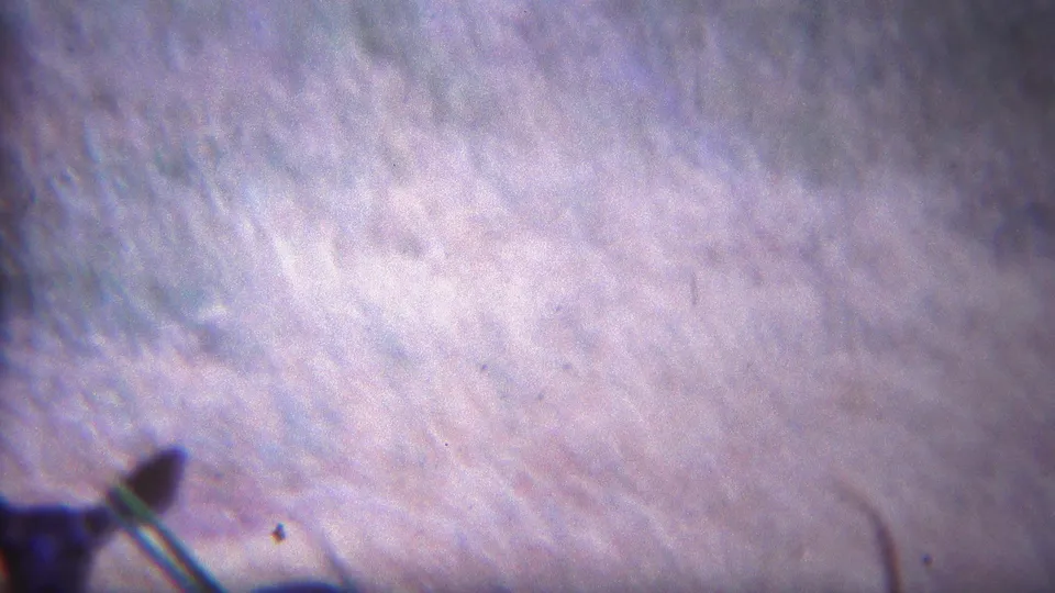 1967 Yellowstone home-movie frame showing soft pale field texture and a dark triangular shadow or object at the lower left edge.