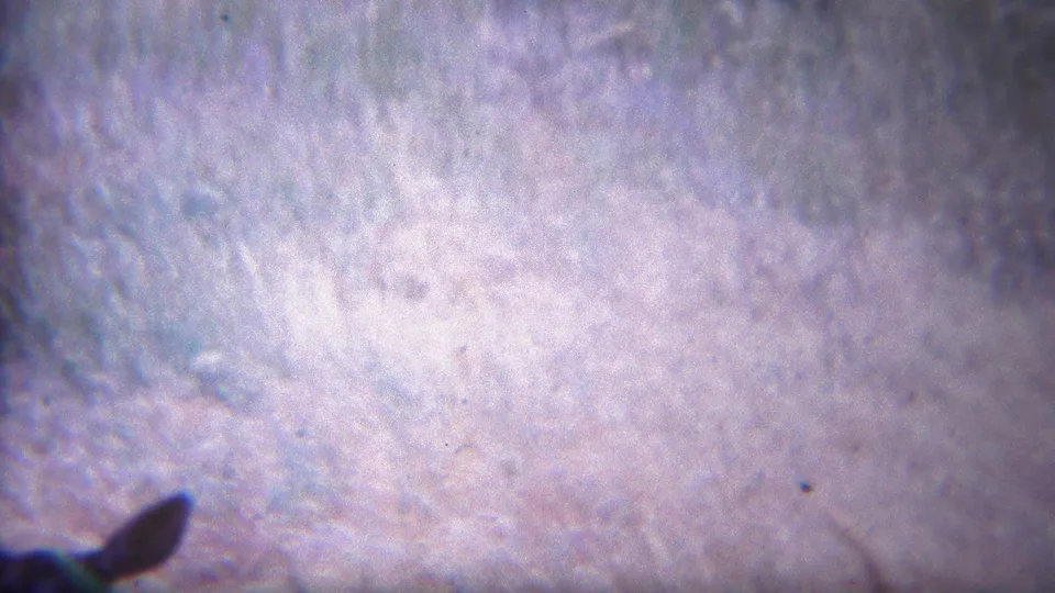 1967 Yellowstone frame with pale grass-like texture, visible 8mm grain, and a dark shadow or object near the lower edge.