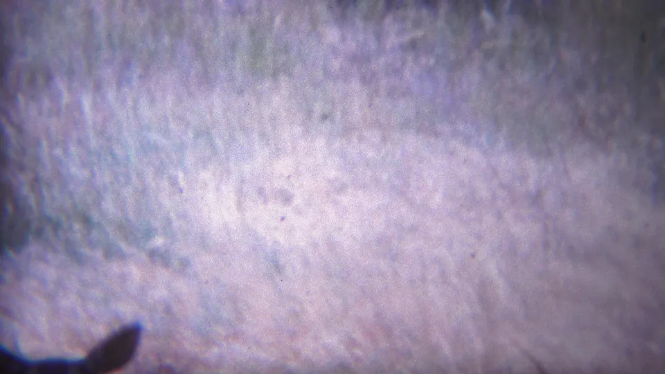 1967 Yellowstone 8mm frame showing pale textured ground or snow with visible grain, dust, and a small dark edge shape.