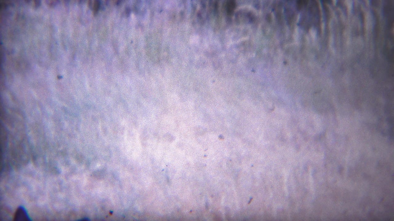 Pale mottled ground or snow texture fills the frame with dust specks and soft color shifts.