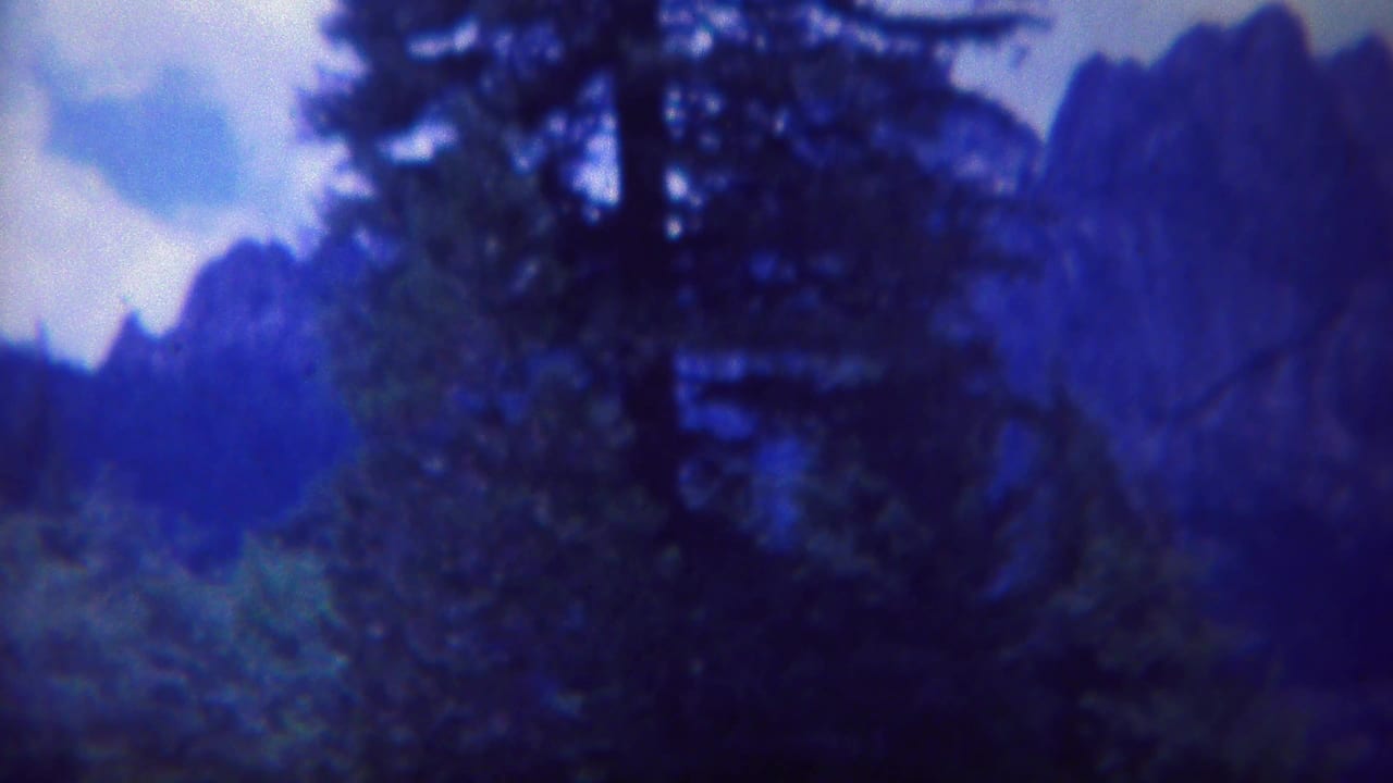 Soft mountain landscape with tall evergreen tree in the foreground.
