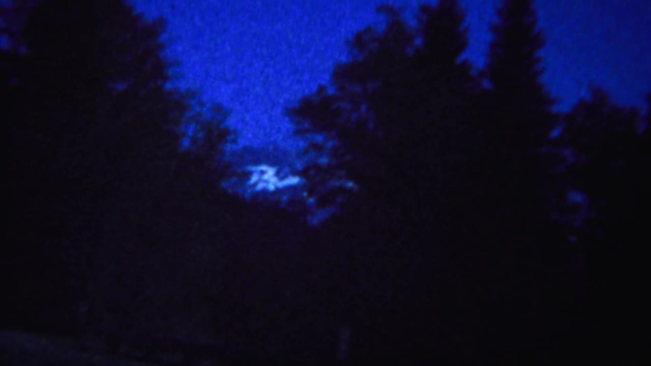 Silhouetted trees against a dark blue sky in a low-light forest scene.