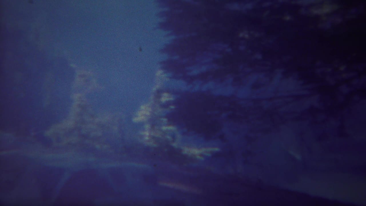 Dark blue night sky with silhouetted evergreen branches and a faint hillside.