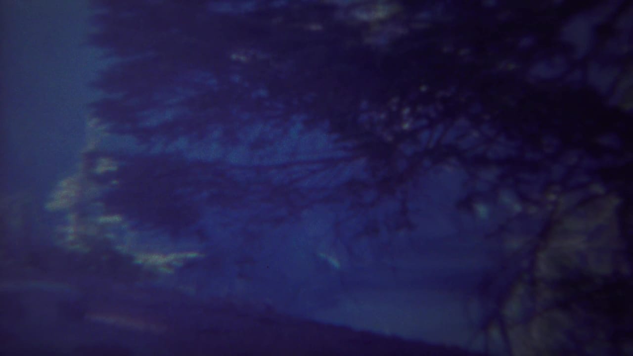Dark evergreen branches fill the right side over a dim blue night sky.