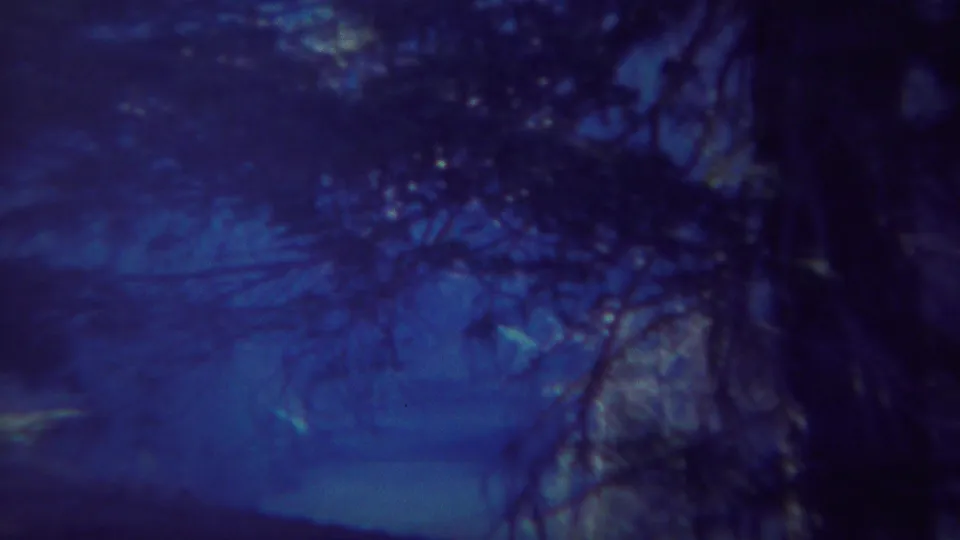 1967 Yellowstone 8mm frame with a dark tree trunk and branches in low-light forest conditions.