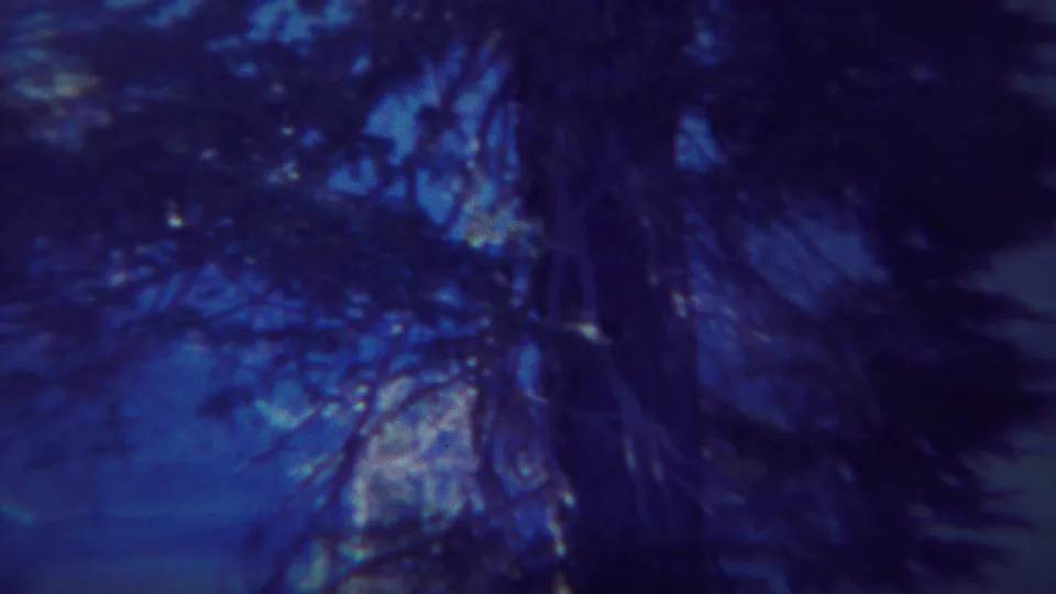 Yellowstone night forest view with silhouetted branches, dark tree forms, and visible 8mm grain.