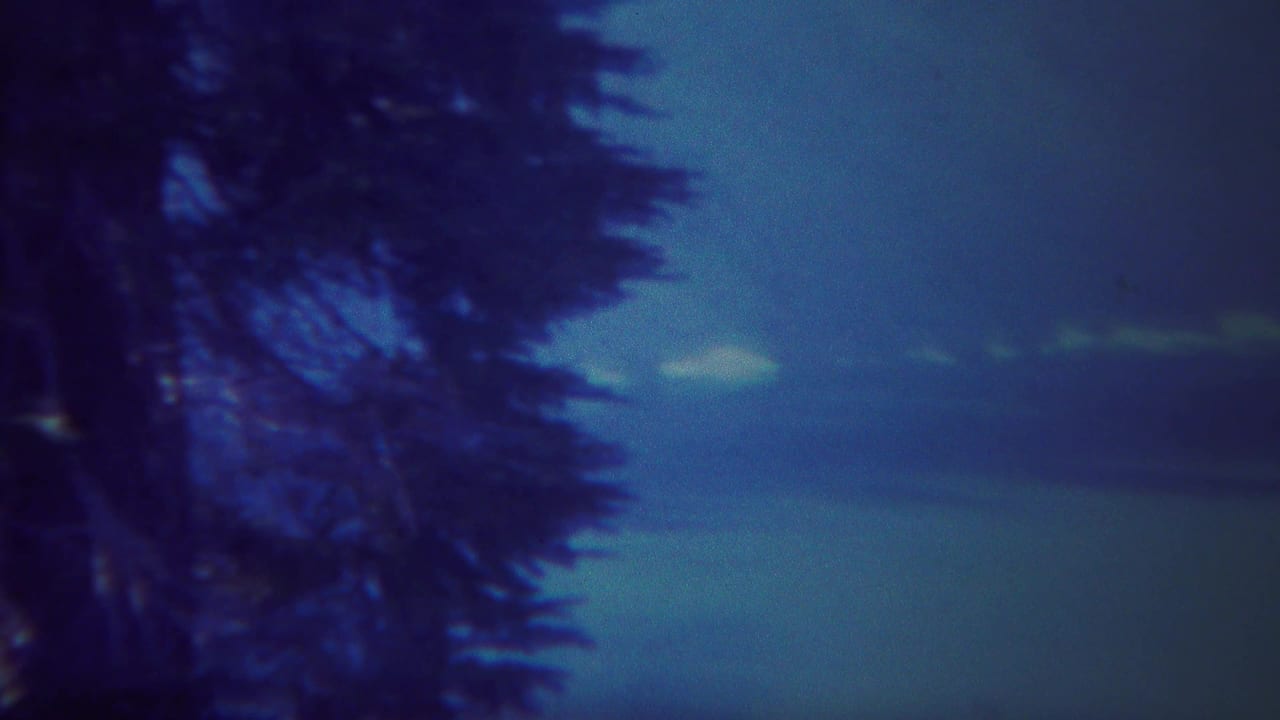 Dark tree trunk and evergreen branches against a blue sky with low clouds.