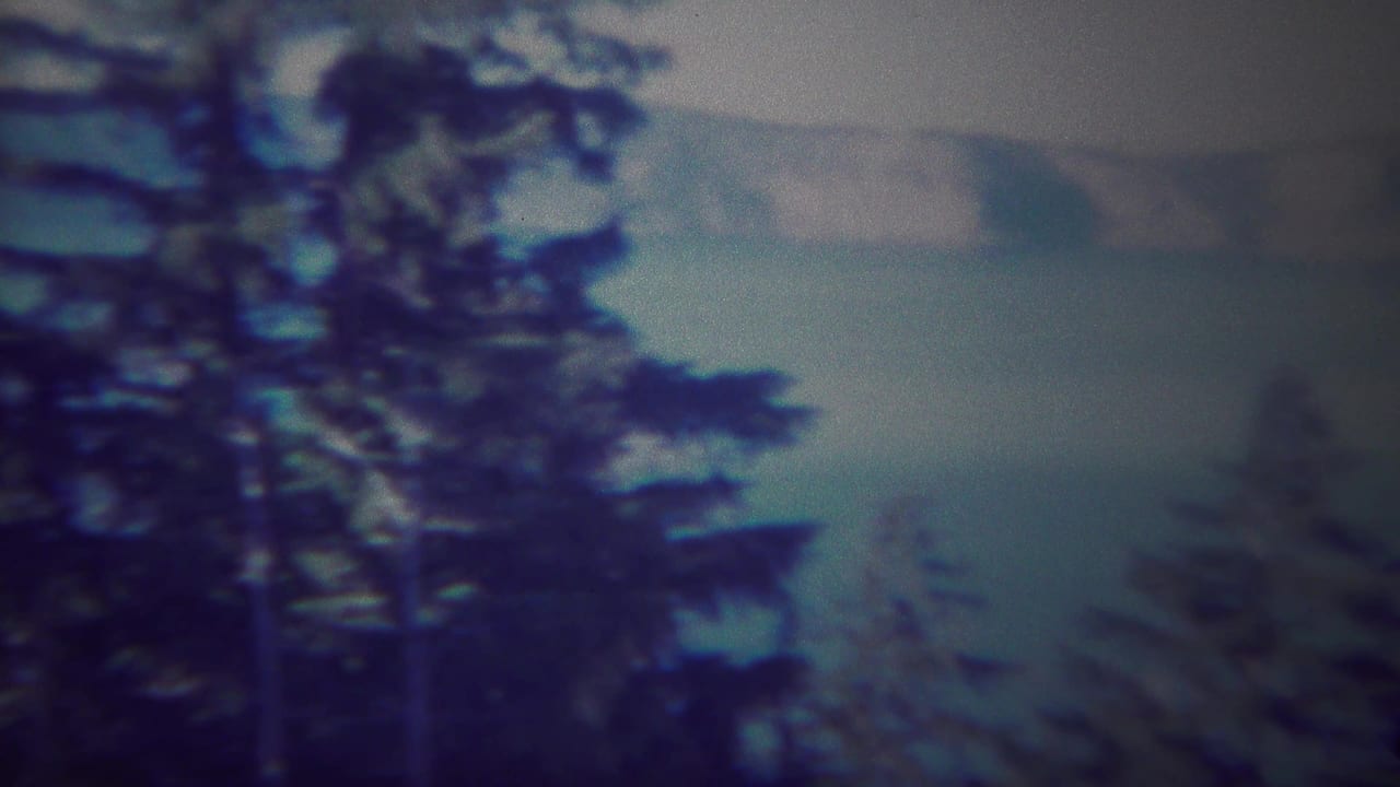 Large tree trunk and evergreen branches in front of a hazy lake and ridge.