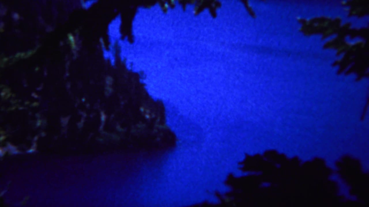 Dark conifer branches cross blue water near a rocky slope.