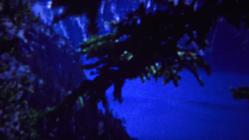 Blue-cast 8mm Yellowstone frame showing foreground branches, dark terrain, and calm water in a soft handheld view.