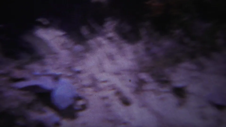 1967 Yellowstone 8mm frame with blurred ground texture, pale leaf shapes, and heavy shadowed areas.