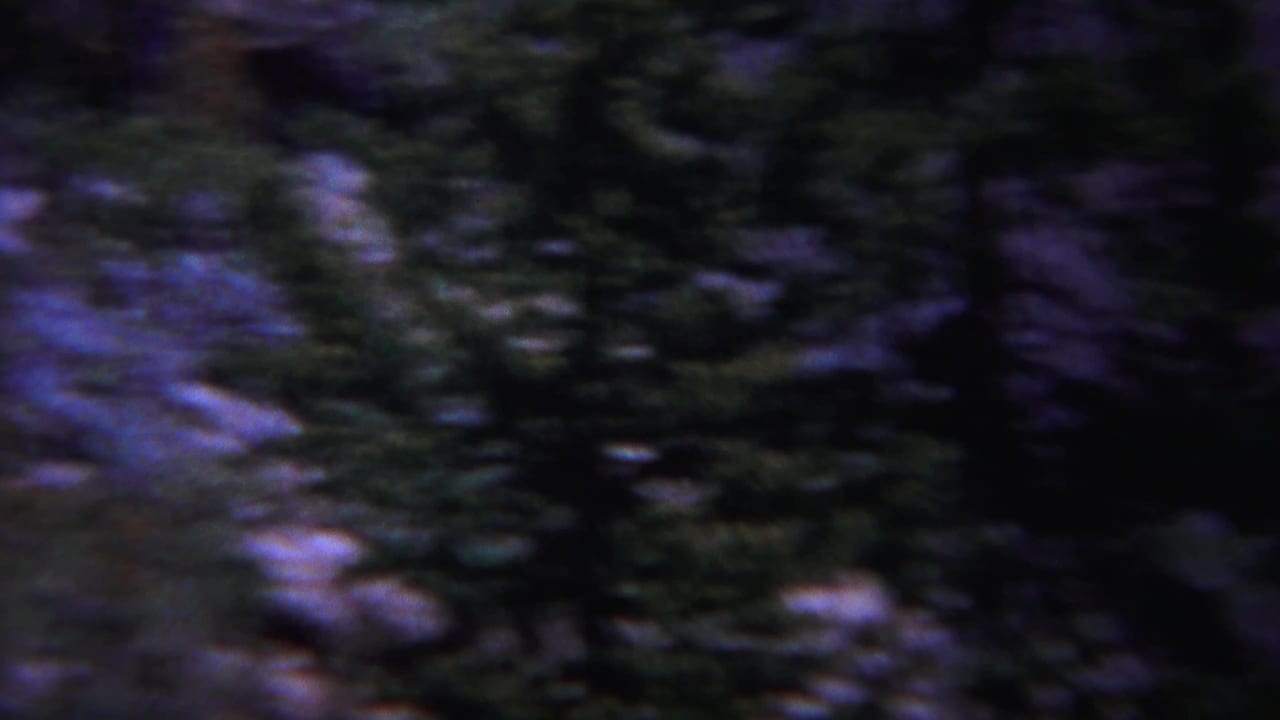 Dark conifer forest and rocky ground with blue-purple film tint.