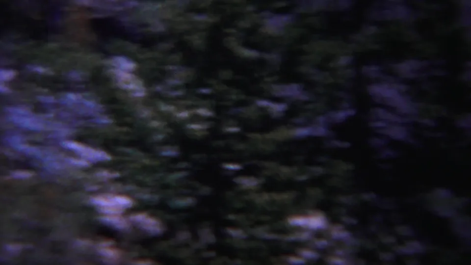 1967 Yellowstone home-movie frame showing dense conifers and uneven rocky forest terrain under a strong blue-purple film cast.
