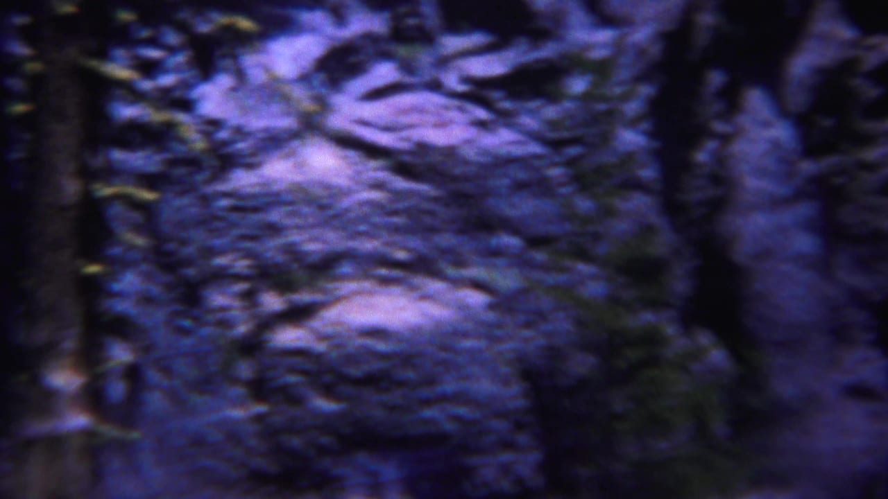 Rocky forest slope seen between dark tree trunks.