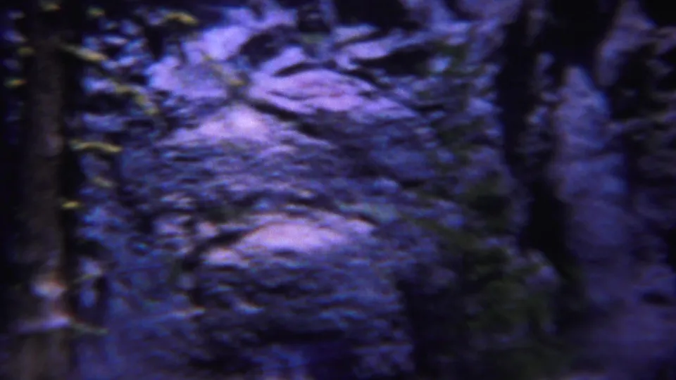 Blue-tinted 8mm view of a rocky Yellowstone forest slope framed by dark trunks and scattered vegetation.