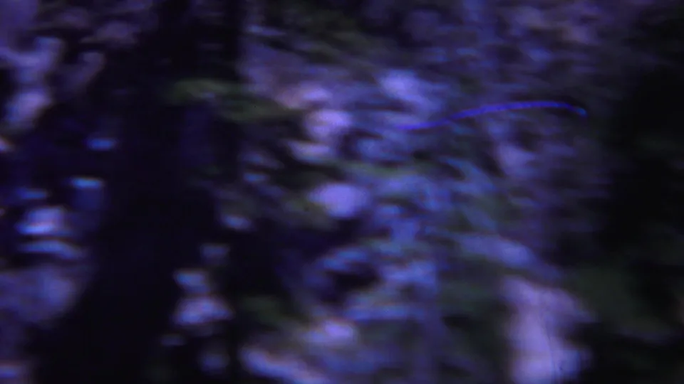 Soft, motion-blurred 1967 Yellowstone forest frame with tree trunks, undergrowth, and rocky ground passing close to the camera.