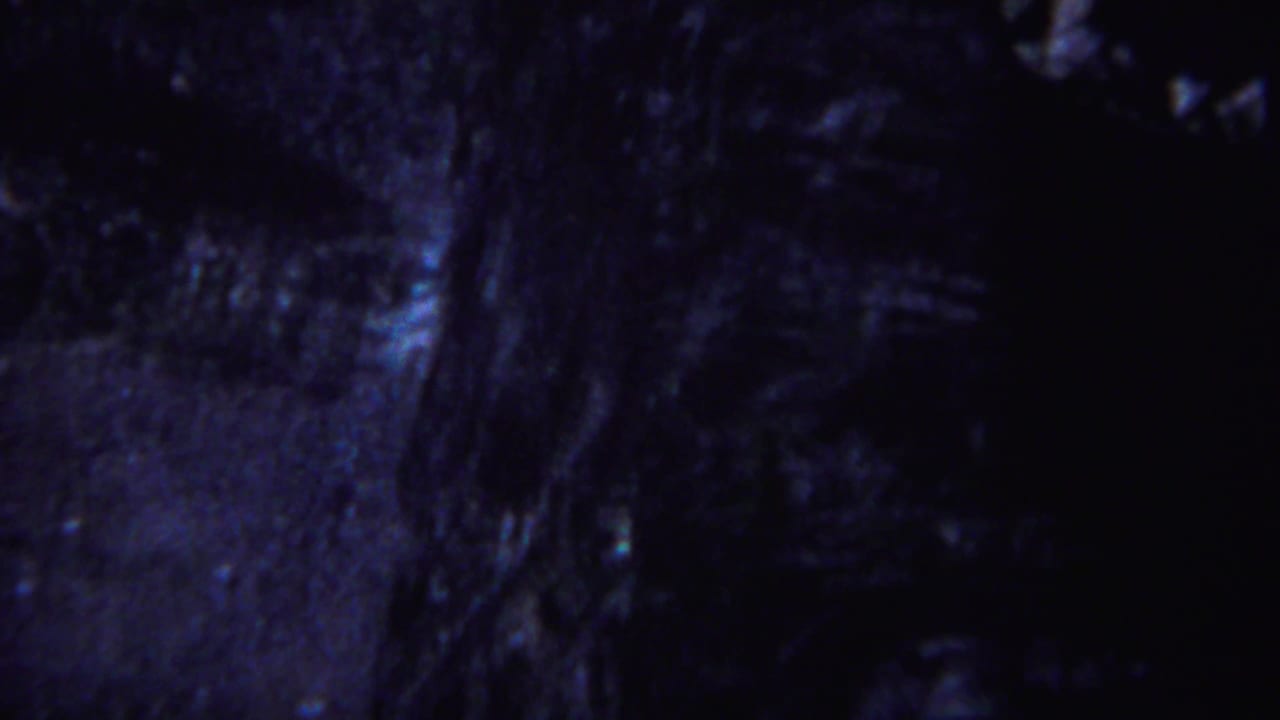 Blue-purple 1967 Yellowstone 8mm frame showing a dim forest floor, tree trunks, and uneven ground in low light.