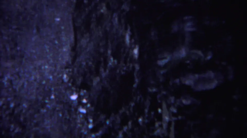 Dim Yellowstone forest detail on 8mm film, with a central tree trunk, rocky ground, and heavy blue cast.