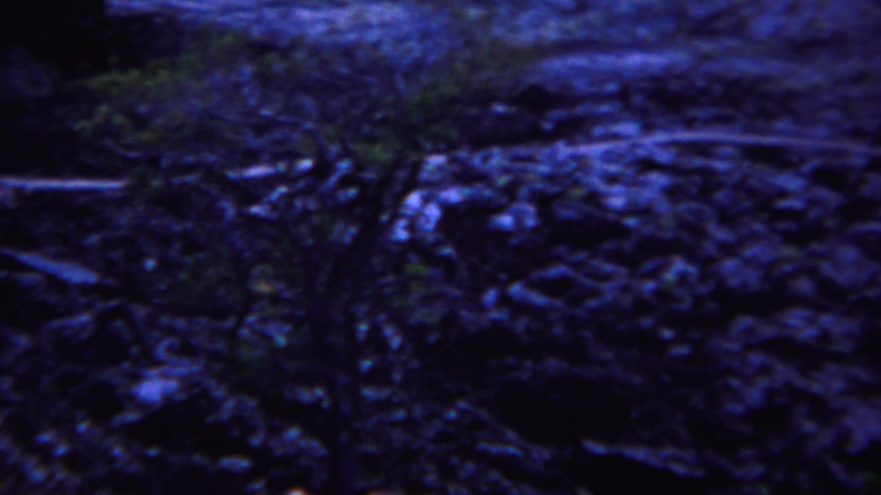 1967 Yellowstone frame with dark boulders, tangled roots or brush, and patches of green vegetation in soft 8mm focus.
