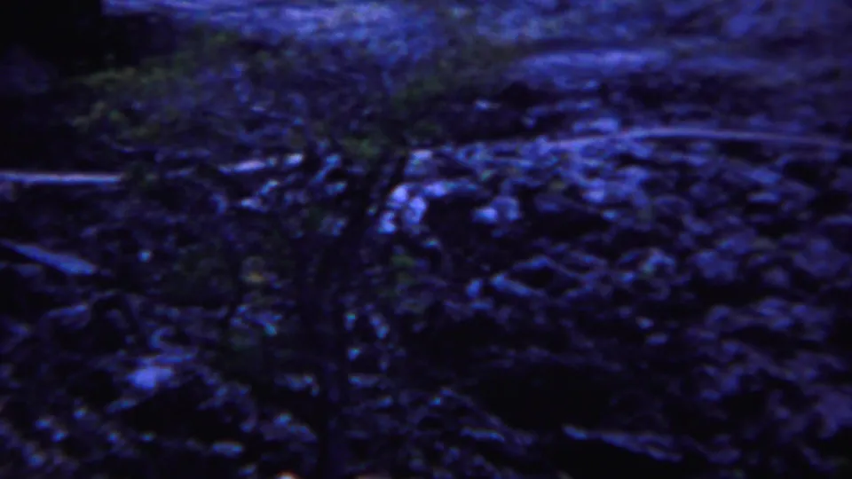 1967 Yellowstone frame with dark boulders, tangled roots or brush, and patches of green vegetation in soft 8mm focus.