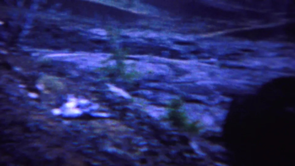 1967 Yellowstone frame showing an uneven rocky path, low green plants, and a dark shadowed edge as the handheld camera moves forward.