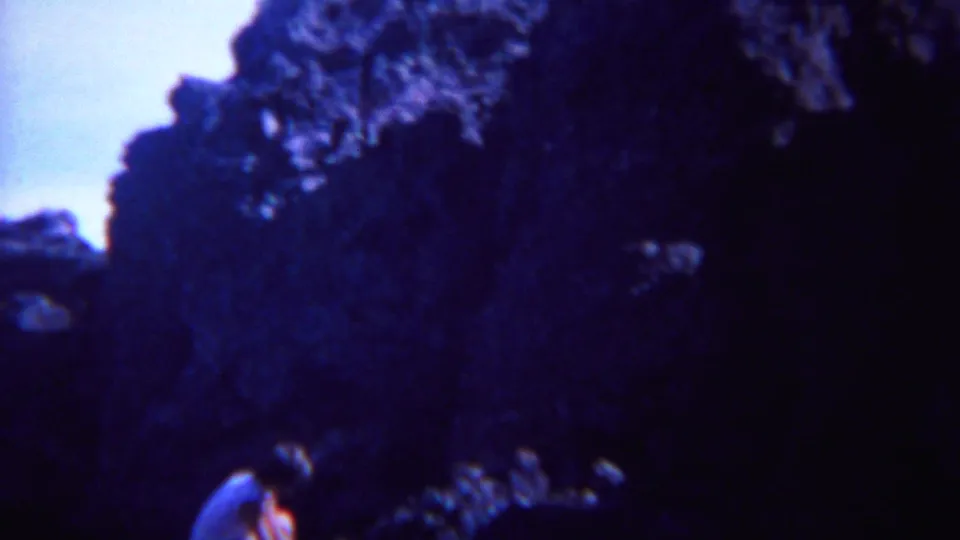 A small child in a light shirt crouches near a large dark boulder in 1967 Yellowstone-area home-movie footage.