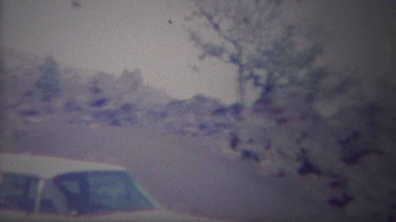 Partial white car with bushes, pale rocky ground, and trees behind it.