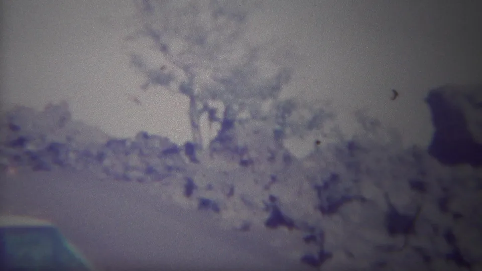 Soft 1967 8mm view of scrubby Yellowstone-area terrain, tree trunks, pale rocks, and a cropped white car at frame edge.