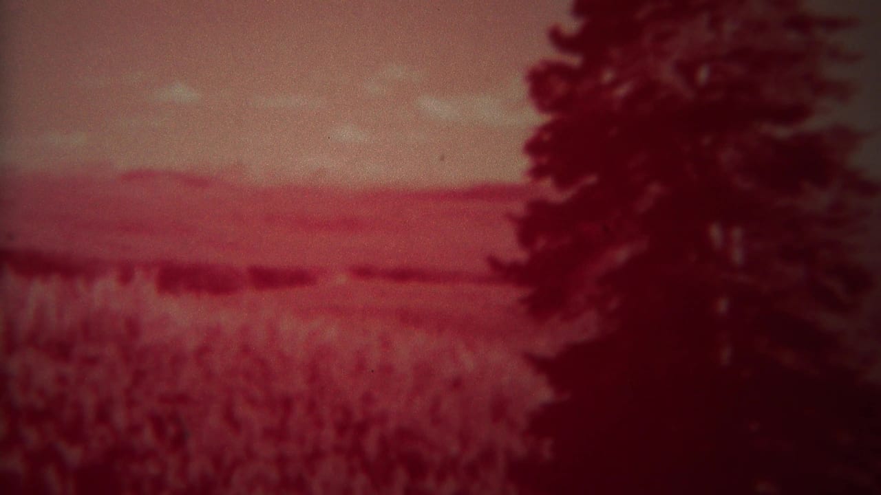 1967 Yellowstone 8mm frame showing a bear partly obscured in tall grass beside a large evergreen and open meadow.