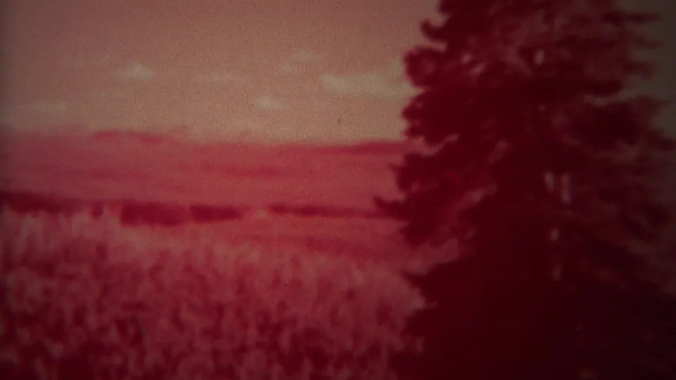 1967 Yellowstone 8mm frame showing a bear partly obscured in tall grass beside a large evergreen and open meadow.