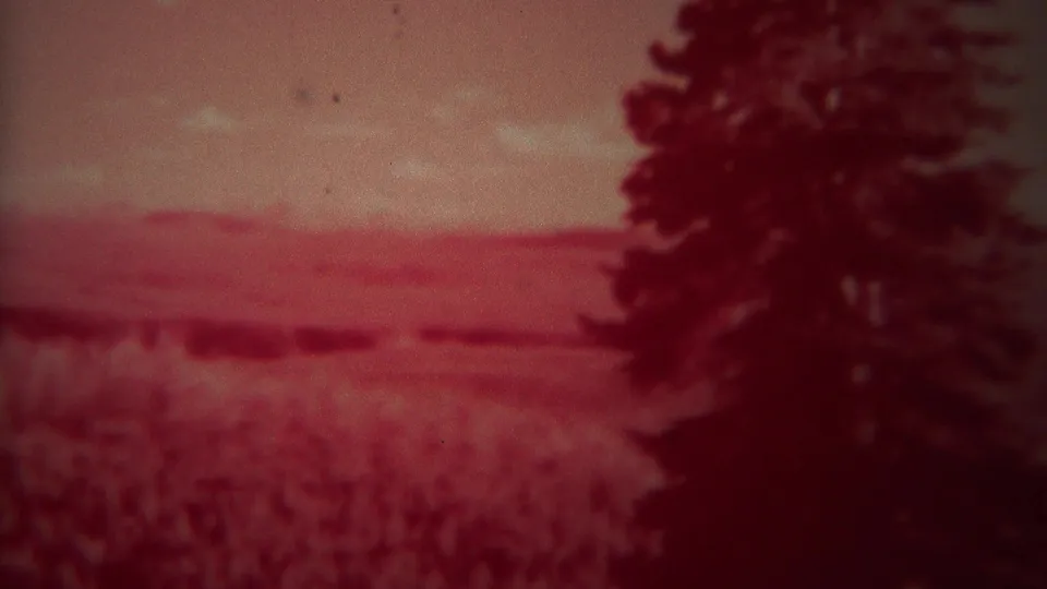 1967 Yellowstone home-movie frame where the bear is faint in the grass, with the evergreen and red-faded meadow more prominent.