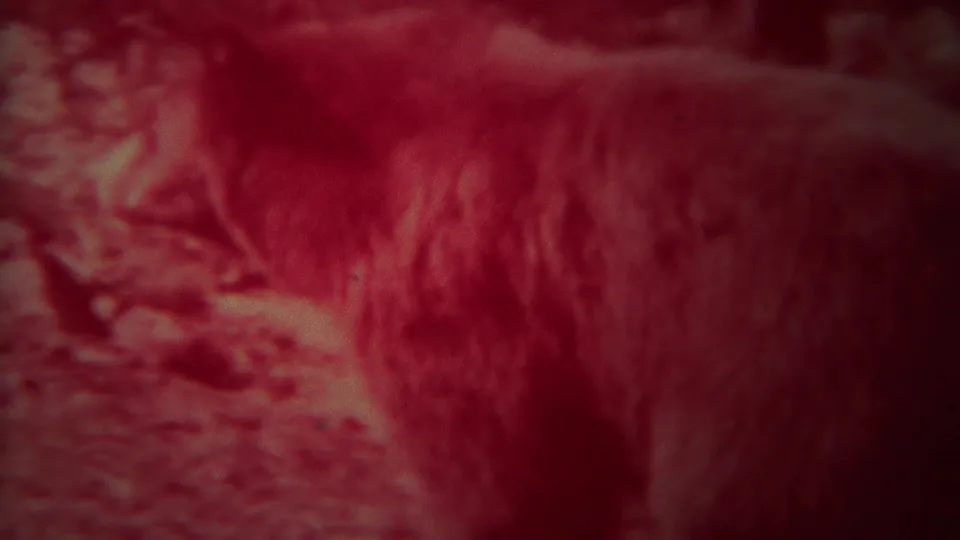 1967 Yellowstone 8mm frame showing a closer, soft view of the bear's side and fur texture amid red-shifted grass or brush.