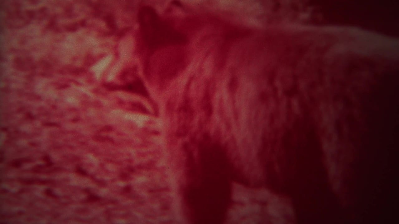 Red-tinted bear standing on rocky forest ground.